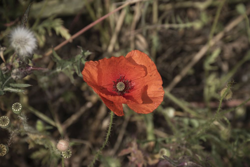 A cluster of vibrant red poppies and white dandelions bloom among green foliage in a natural setting.