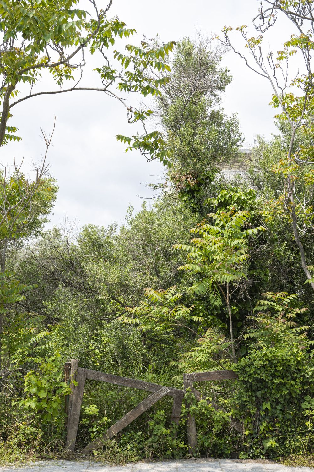 A wooden fence post stands among lush green foliage and trees in a natural outdoor setting.