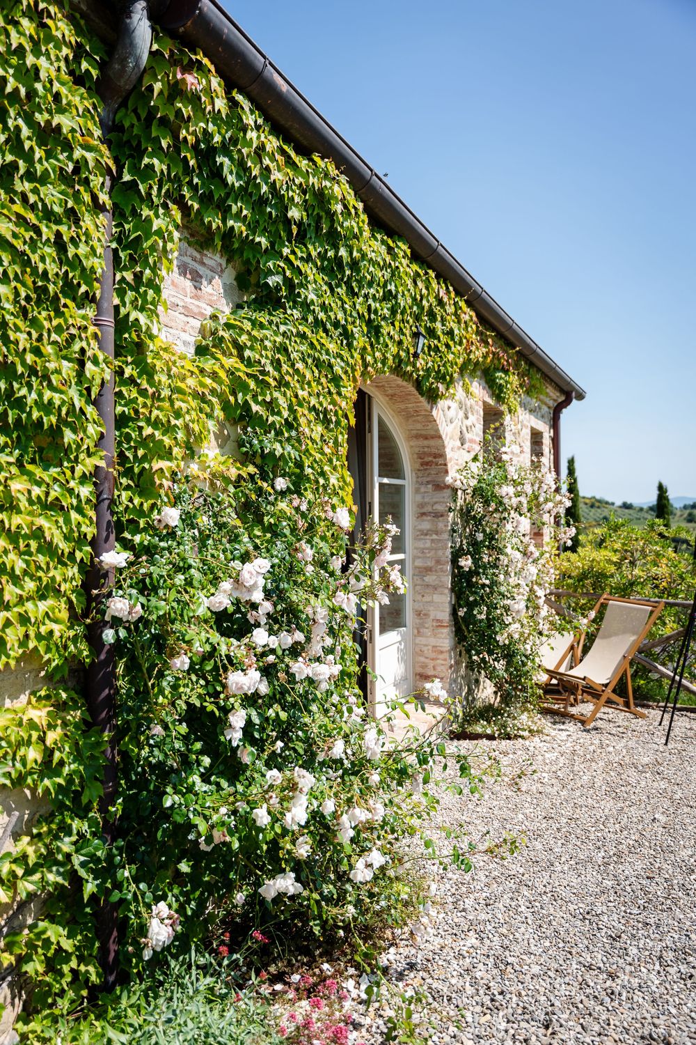 Rustic stone house covered in lush green ivy with white climbing roses and a deck chair on gravel patio.