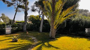Palm tree and pine trees cast shadows on a sunlit yellow lawn in a Mediterranean garden setting.