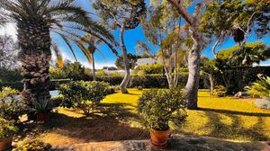 A panoramic view of a tropical beach landscape with palm trees and clear blue skies on a sunny day.