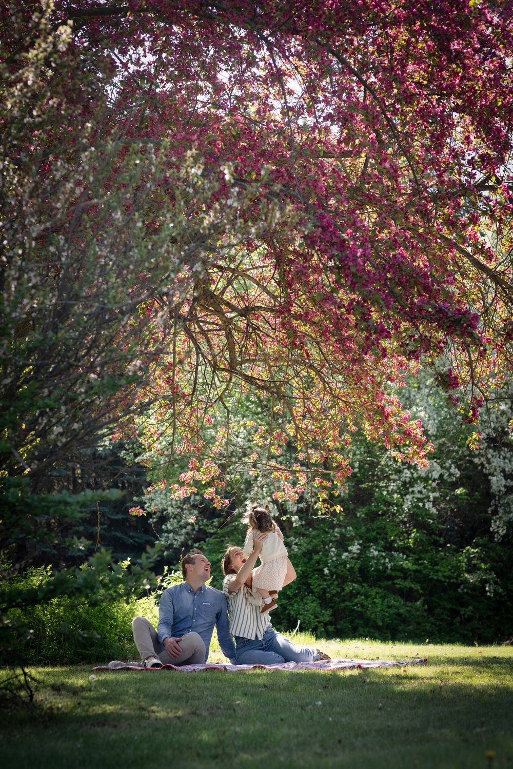 A couple relaxes on a blanket under blooming cherry blossom trees in a peaceful garden setting.