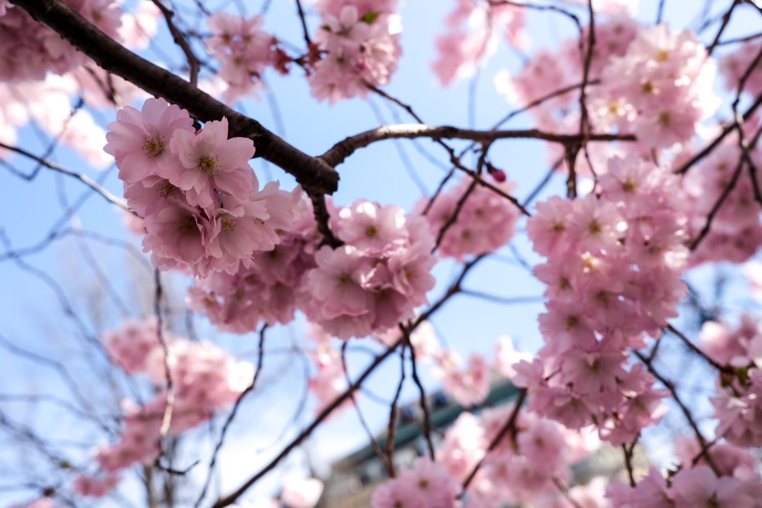 Pink cherry blossom flowers blooming on branches against a blue sky in spring.