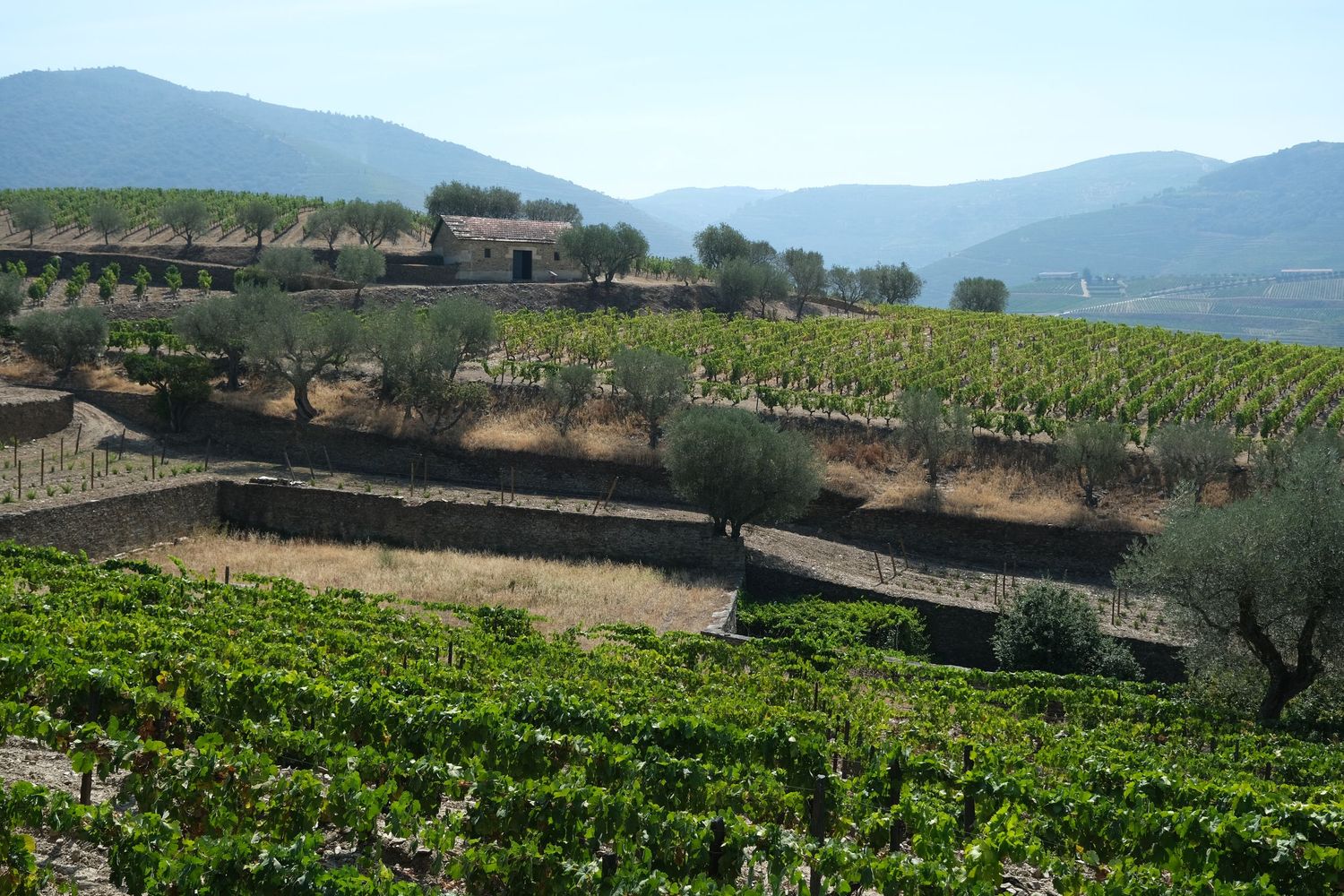 Scenic vineyard landscape with olive trees and mountain backdrop in a sunny Mediterranean valley.