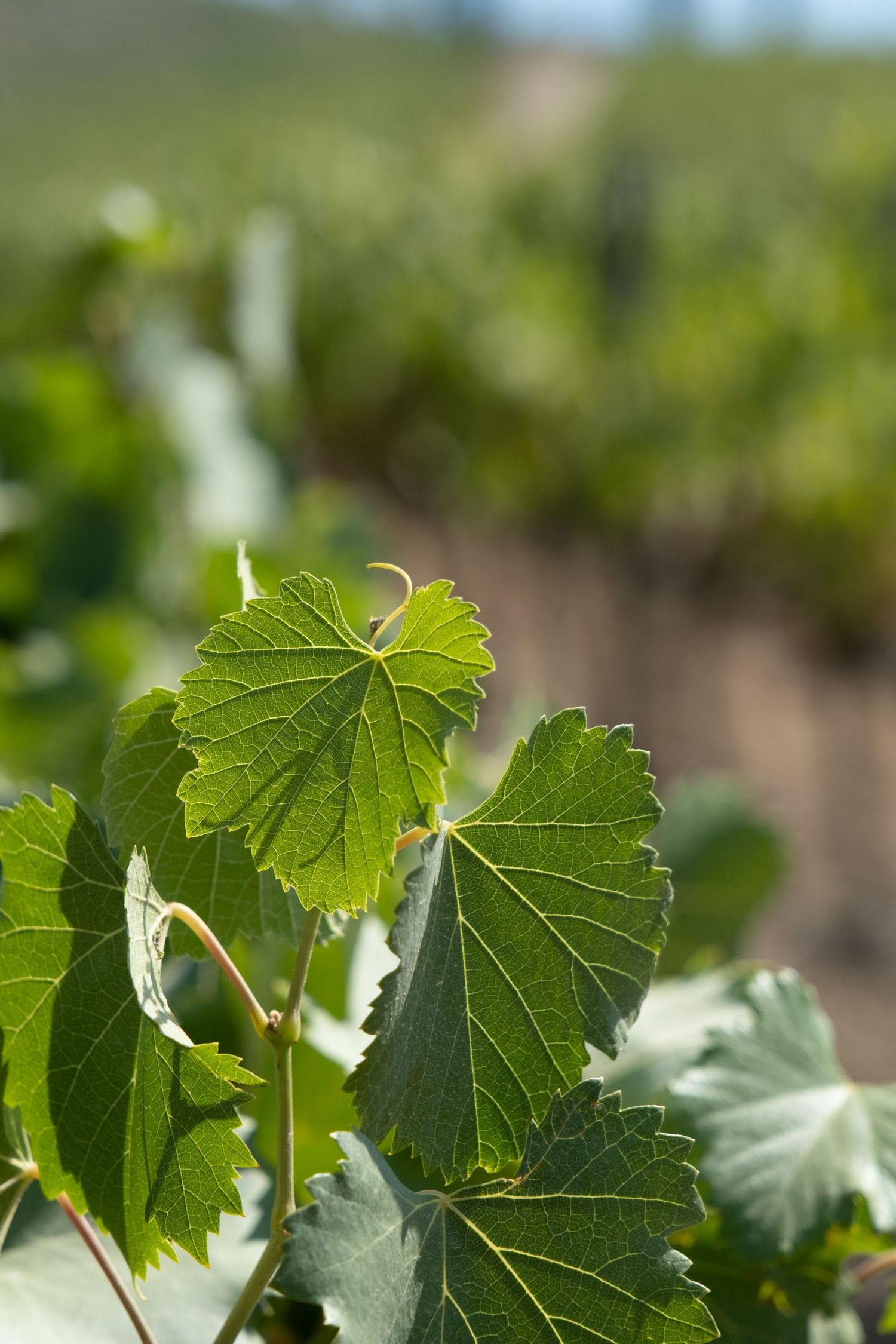 Close-up of fresh green grapevine leaves with soft bokeh vineyard background in natural light.