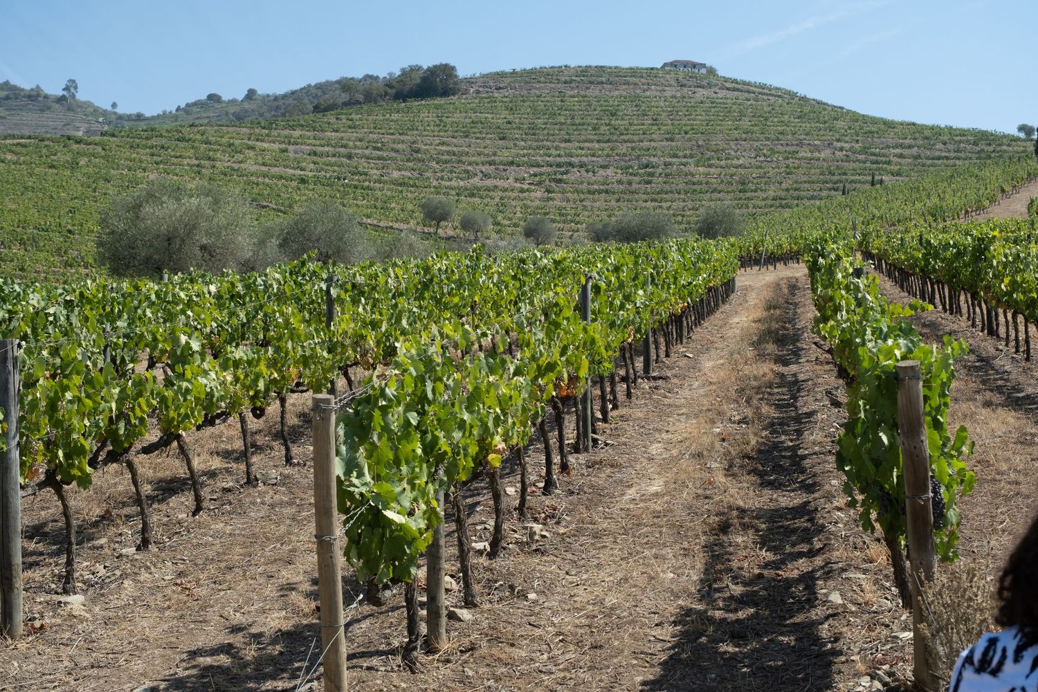 Rows of green grapevines on terraced hillside vineyard on a sunny day in Portugal.
