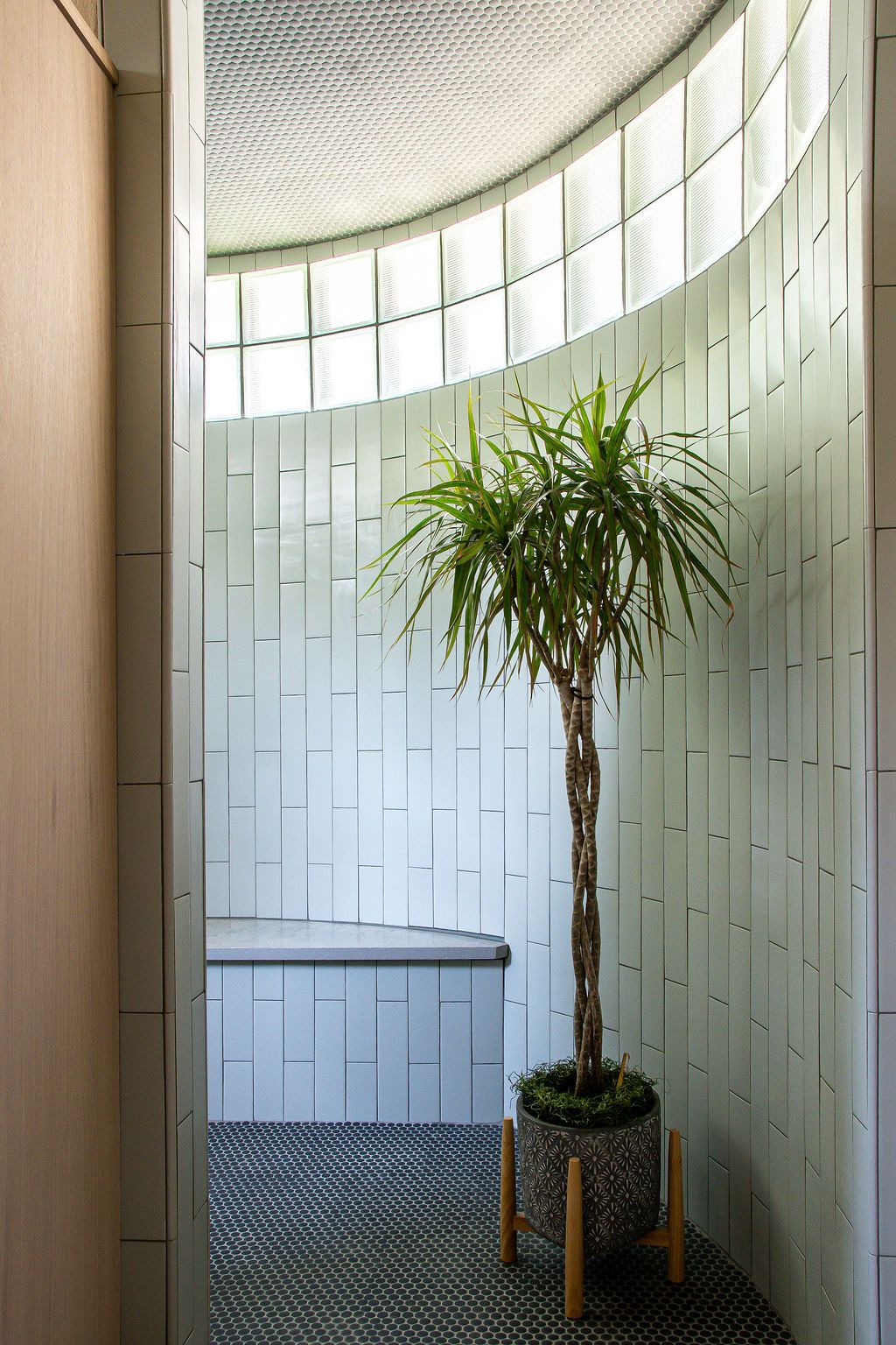 Modern curved wall design with palm plants in wooden planters creating an elegant indoor space.