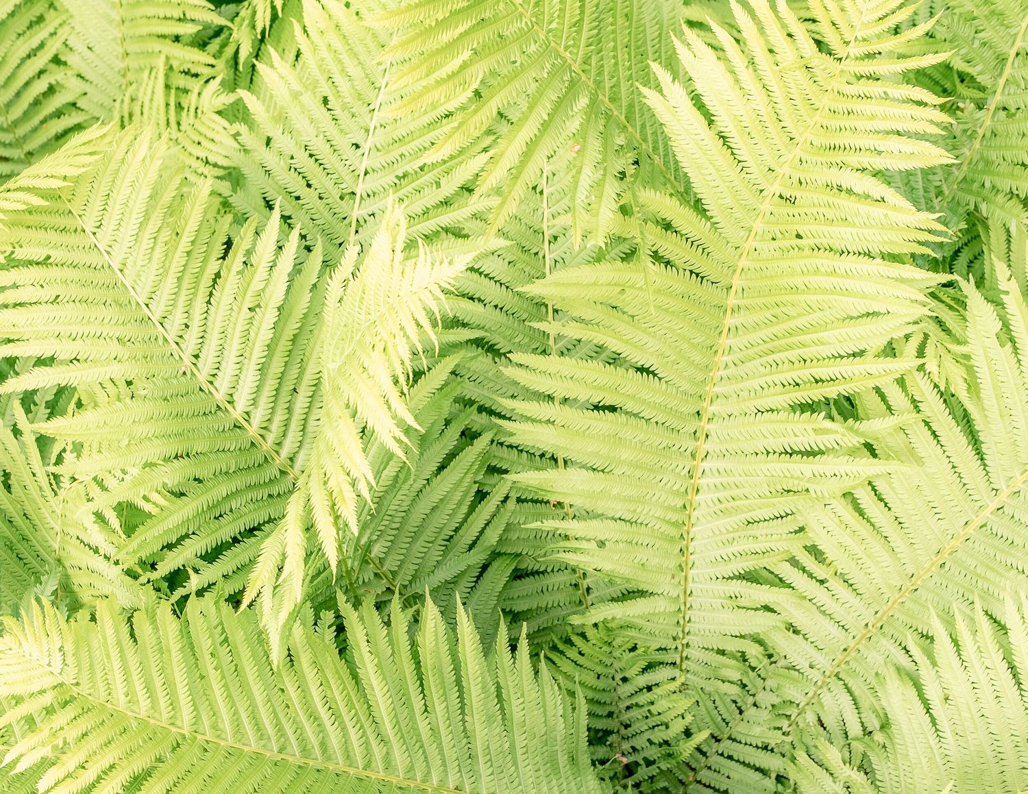 Fresh green fern leaves creating a natural pattern in bright sunlight.