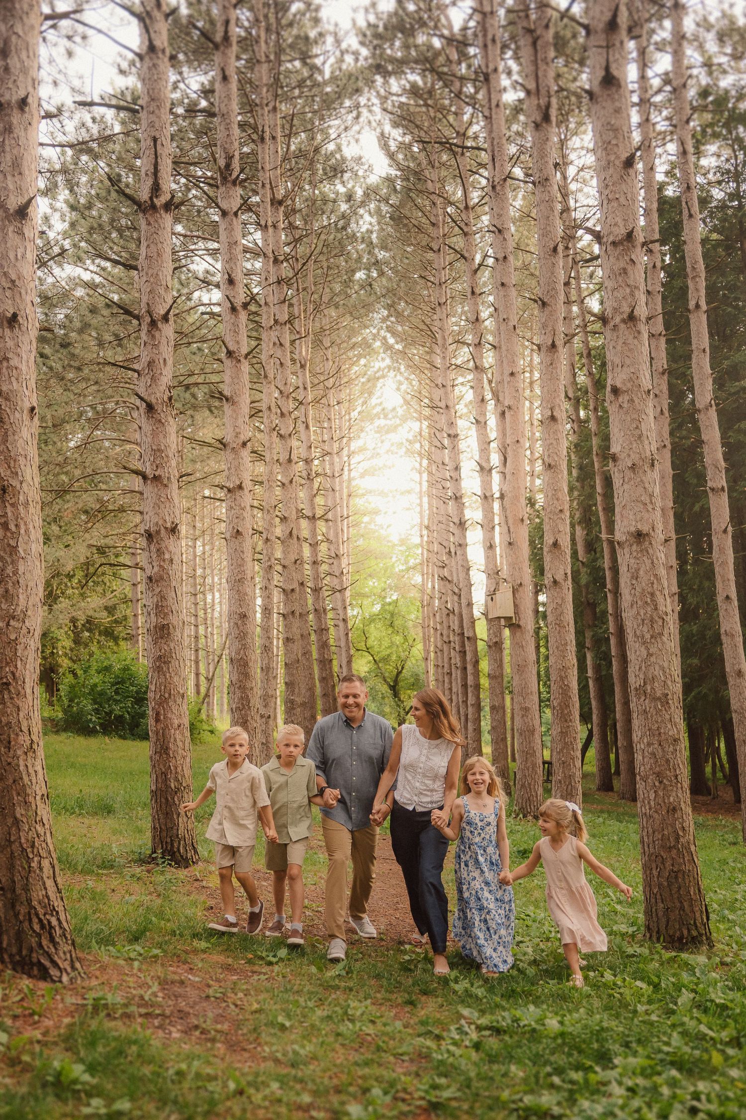 A scenic evergreen forest path filled with tall pine trees and dappled sunlight filtering through the branches.