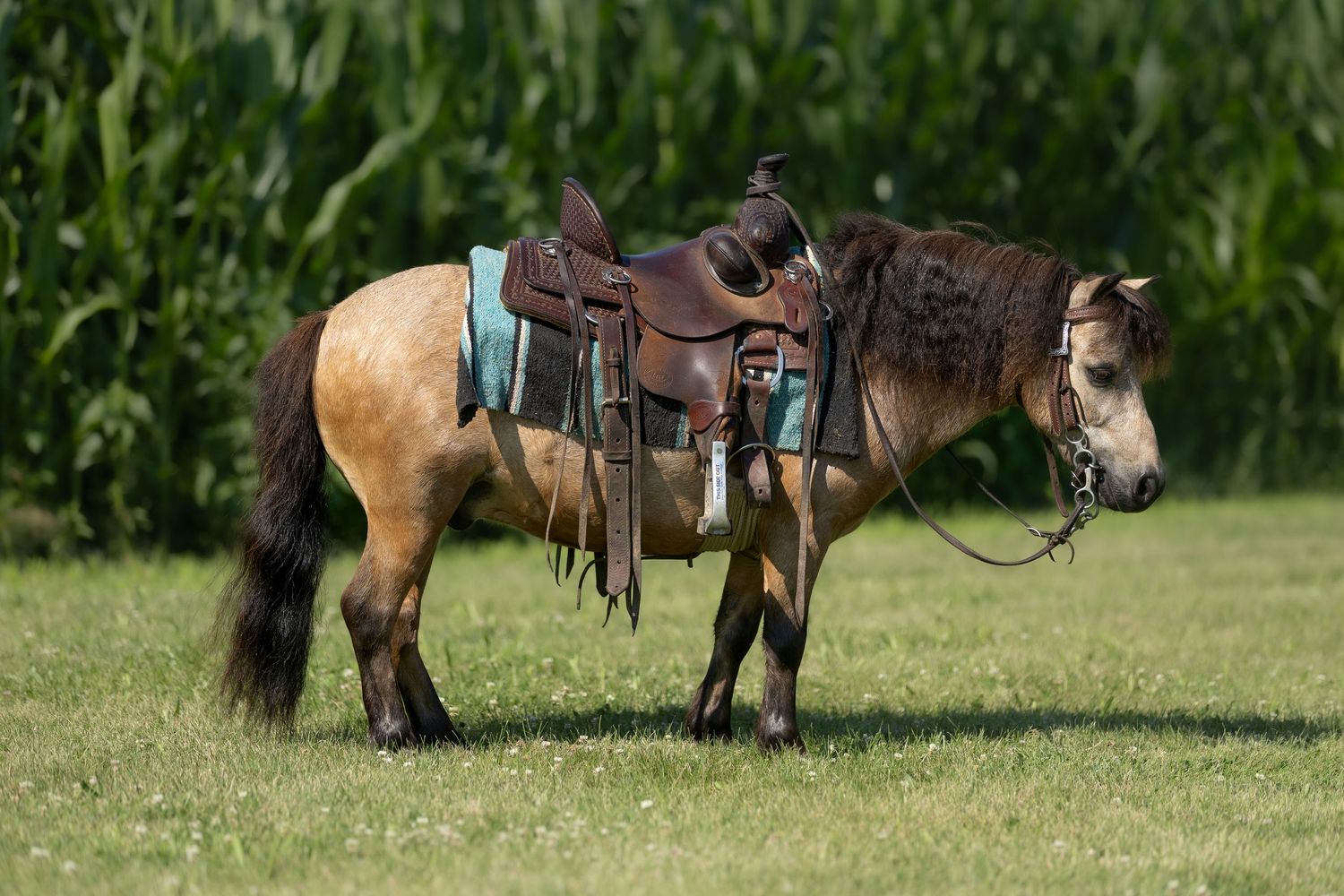 FALL ROUND UP HORSE SALE