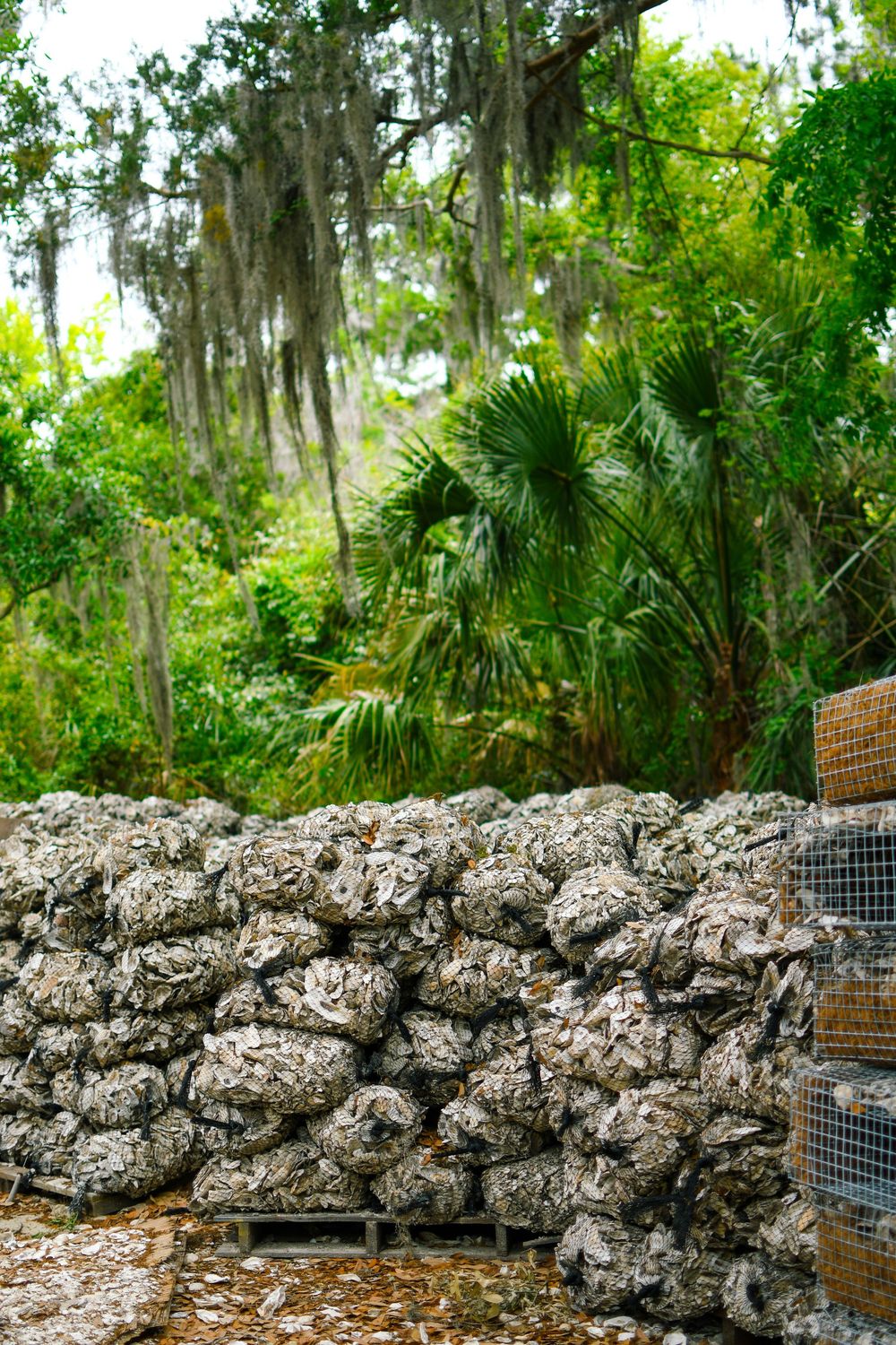 Stone gabion wall installation beside lush tropical foliage with hanging Spanish moss.