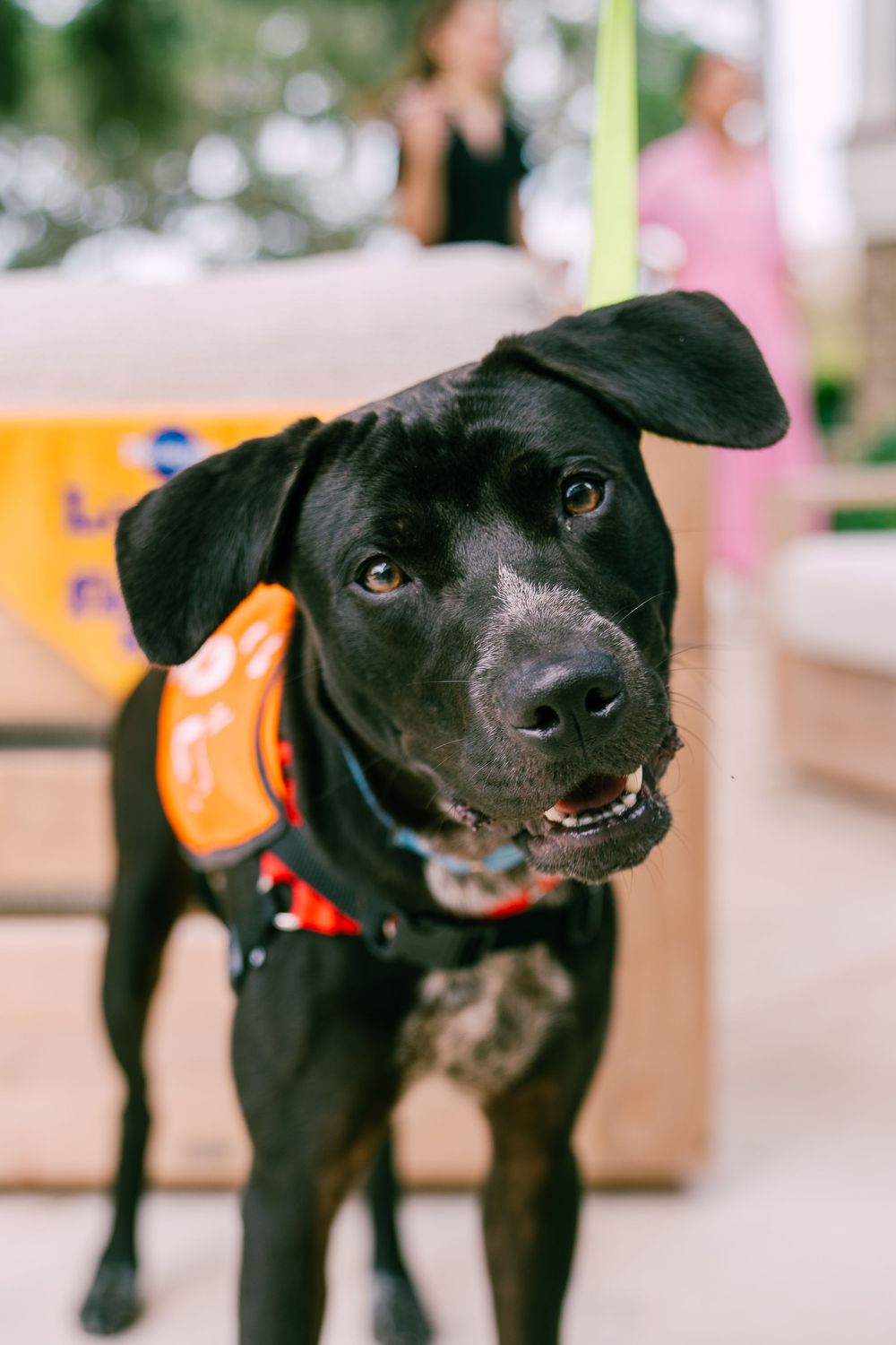 A black Labrador service dog wearing a red vest stands attentively in an indoor setting.