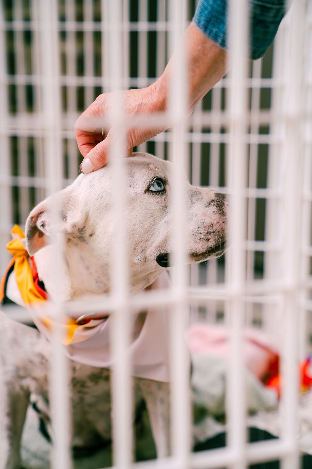White puppies in a kennel eagerly reaching for orange toys being offered through the cage bars.