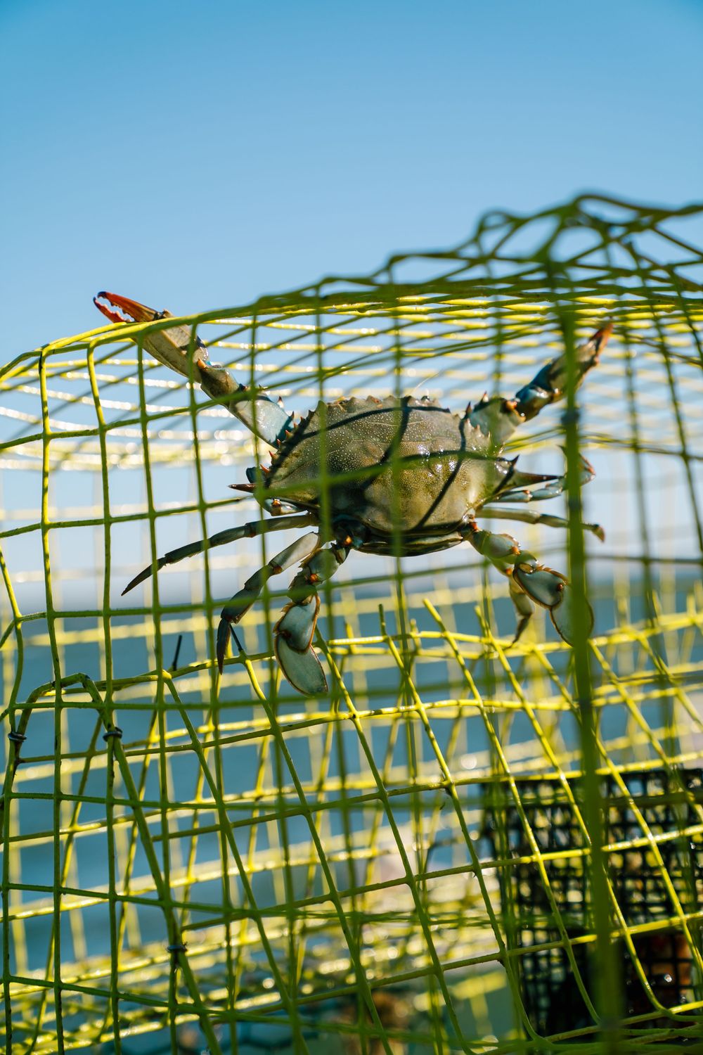 A blue crab perches on a yellow wire crab trap against a bright blue sky background.