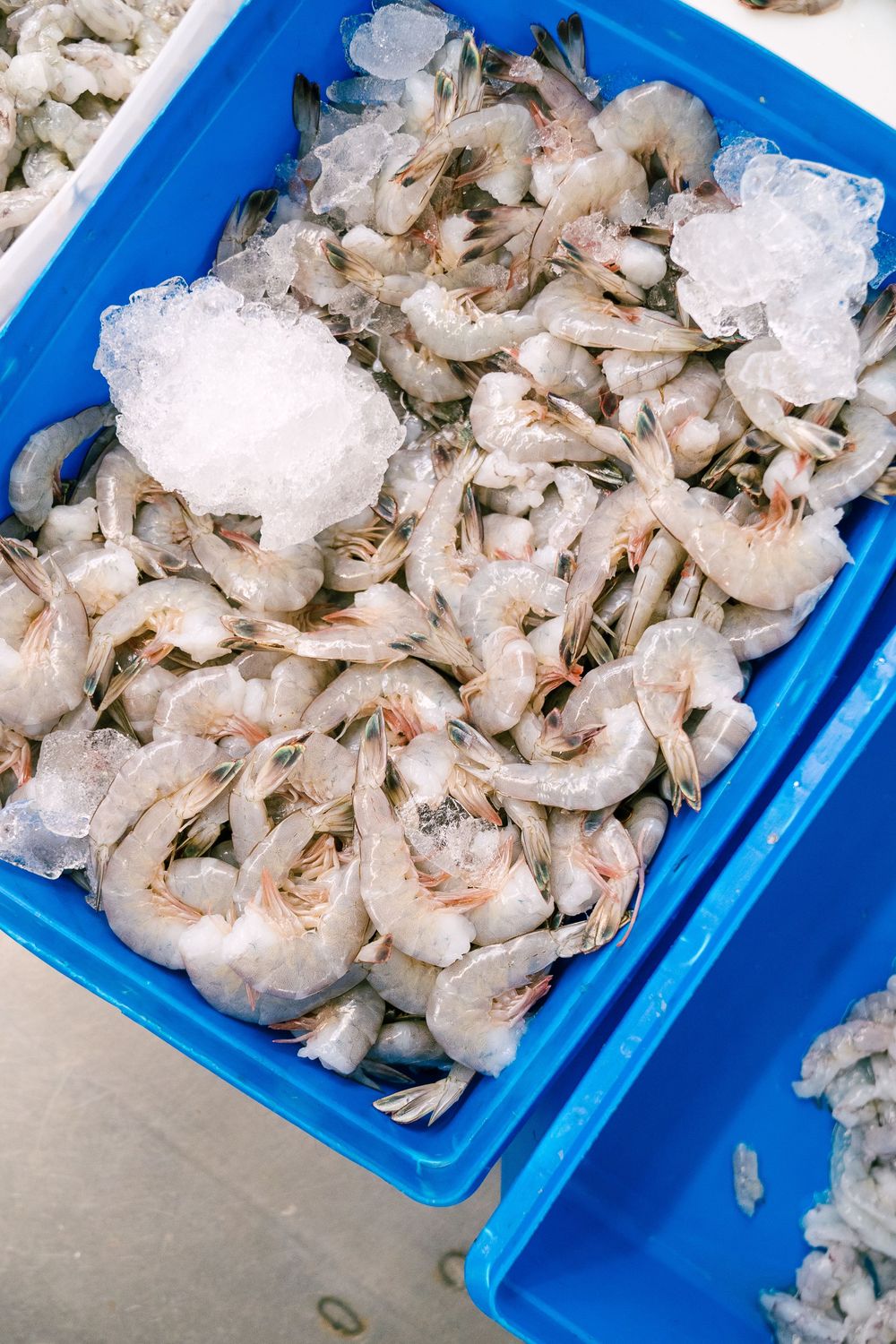 Fresh raw shrimp on ice in a blue plastic container at a seafood market.
