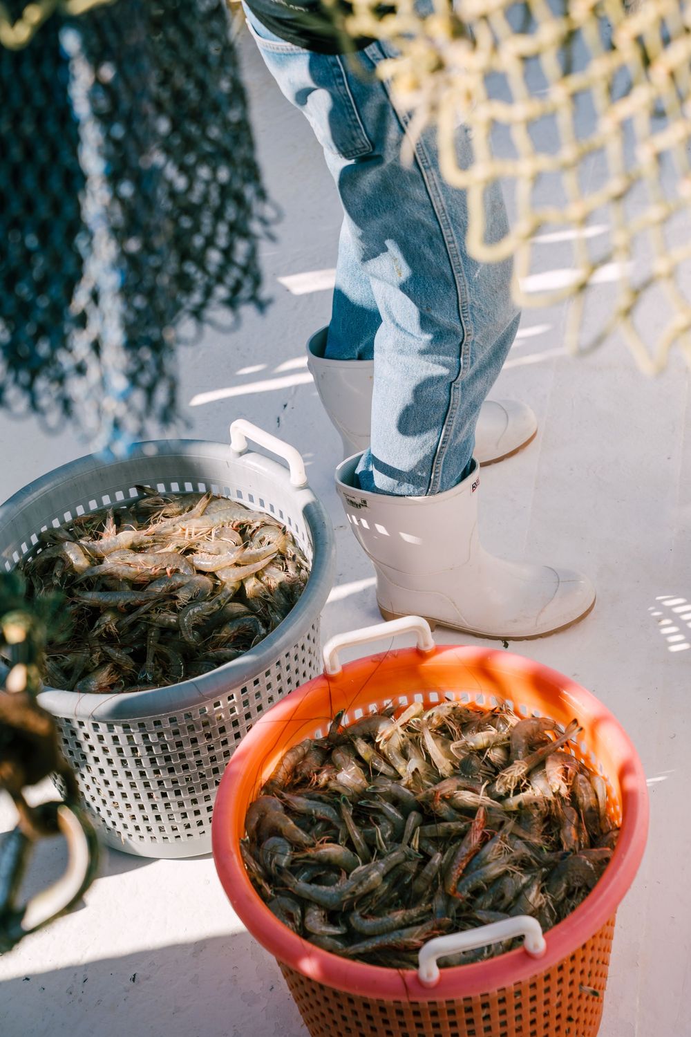 Fresh caught fish and seafood in orange and gray colanders on boat deck.