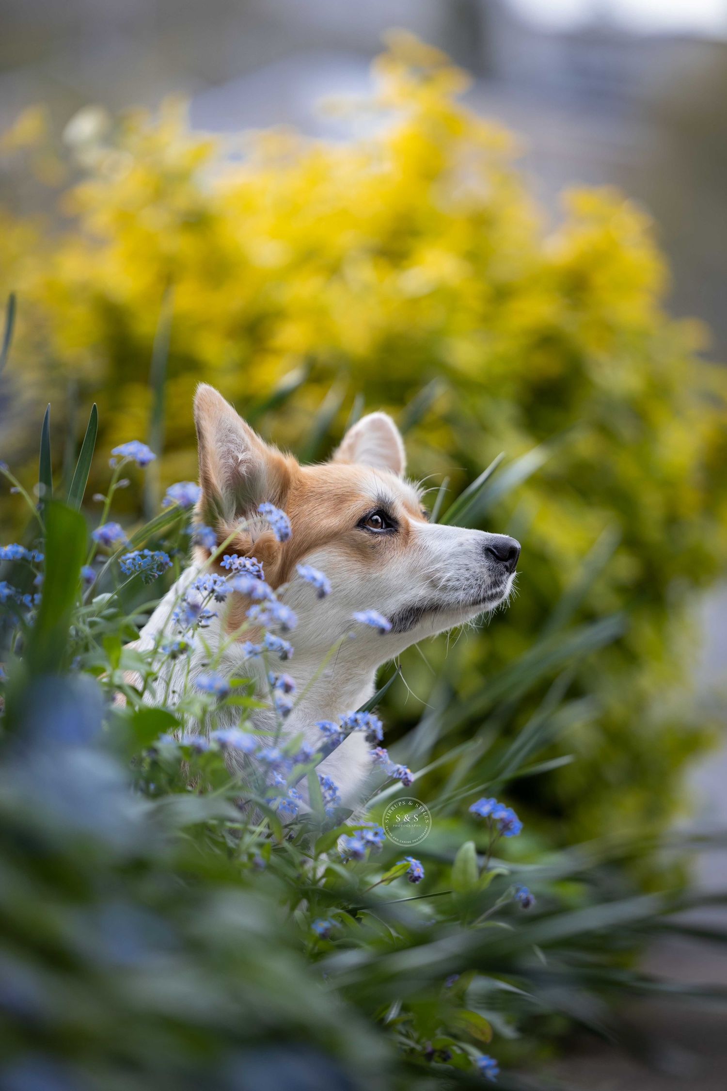 A curious Corgi dog peers through purple flowers and yellow foliage in a garden setting.