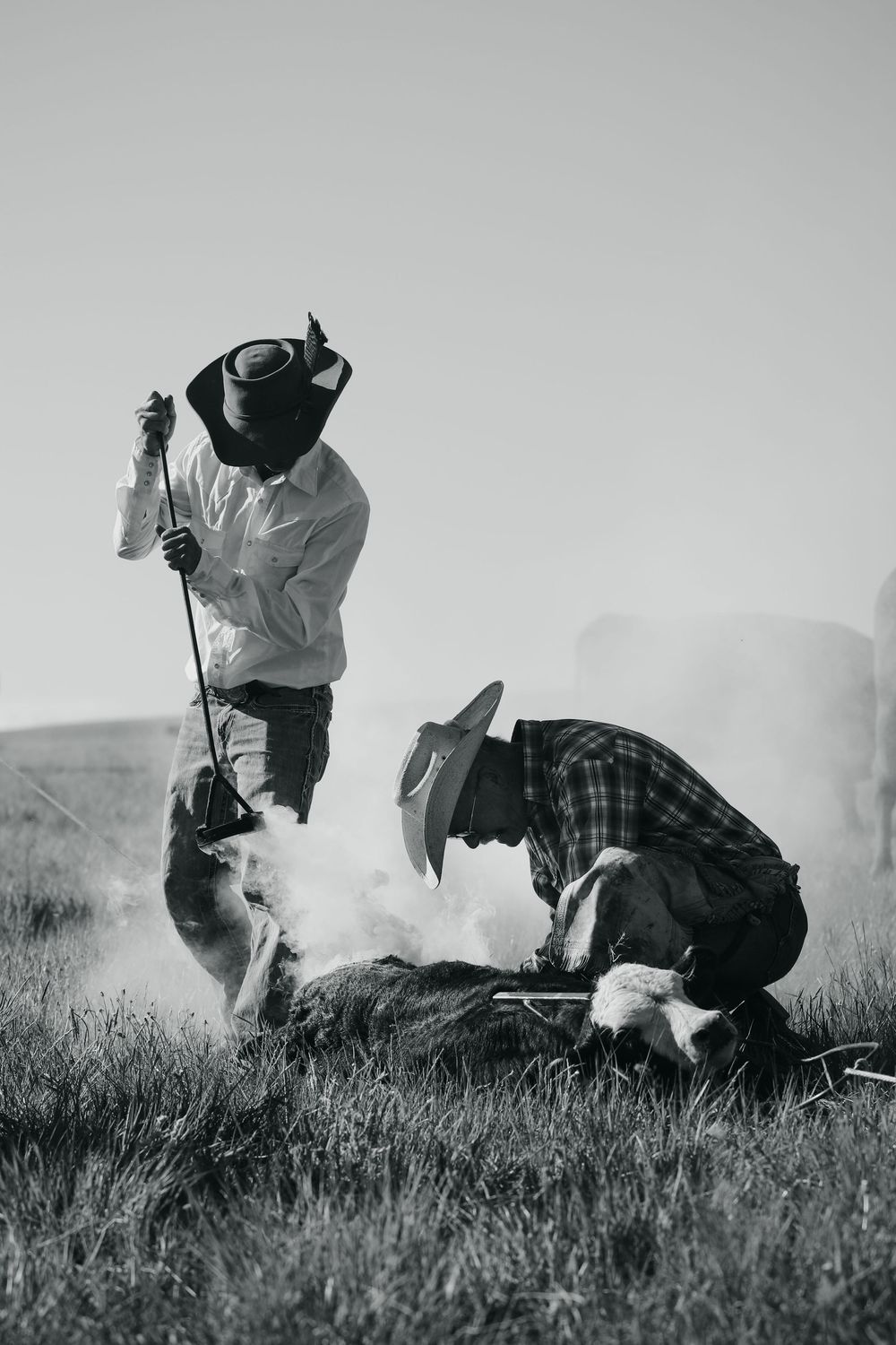 Two cowboys branding a young calf in Three Forks, Montana