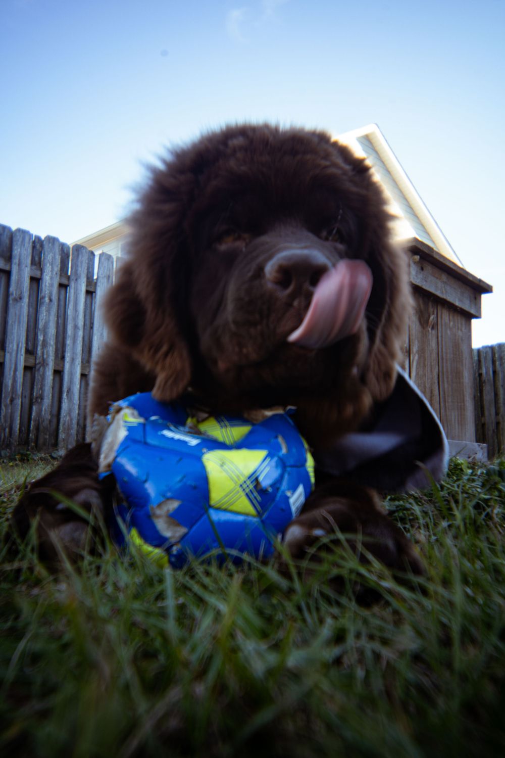Fluffy brown Newfoundland puppy licking its nose while playing with a colorful ball on grass.