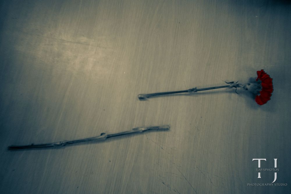 A single red carnation flower lying on a wooden floor casting a shadow.