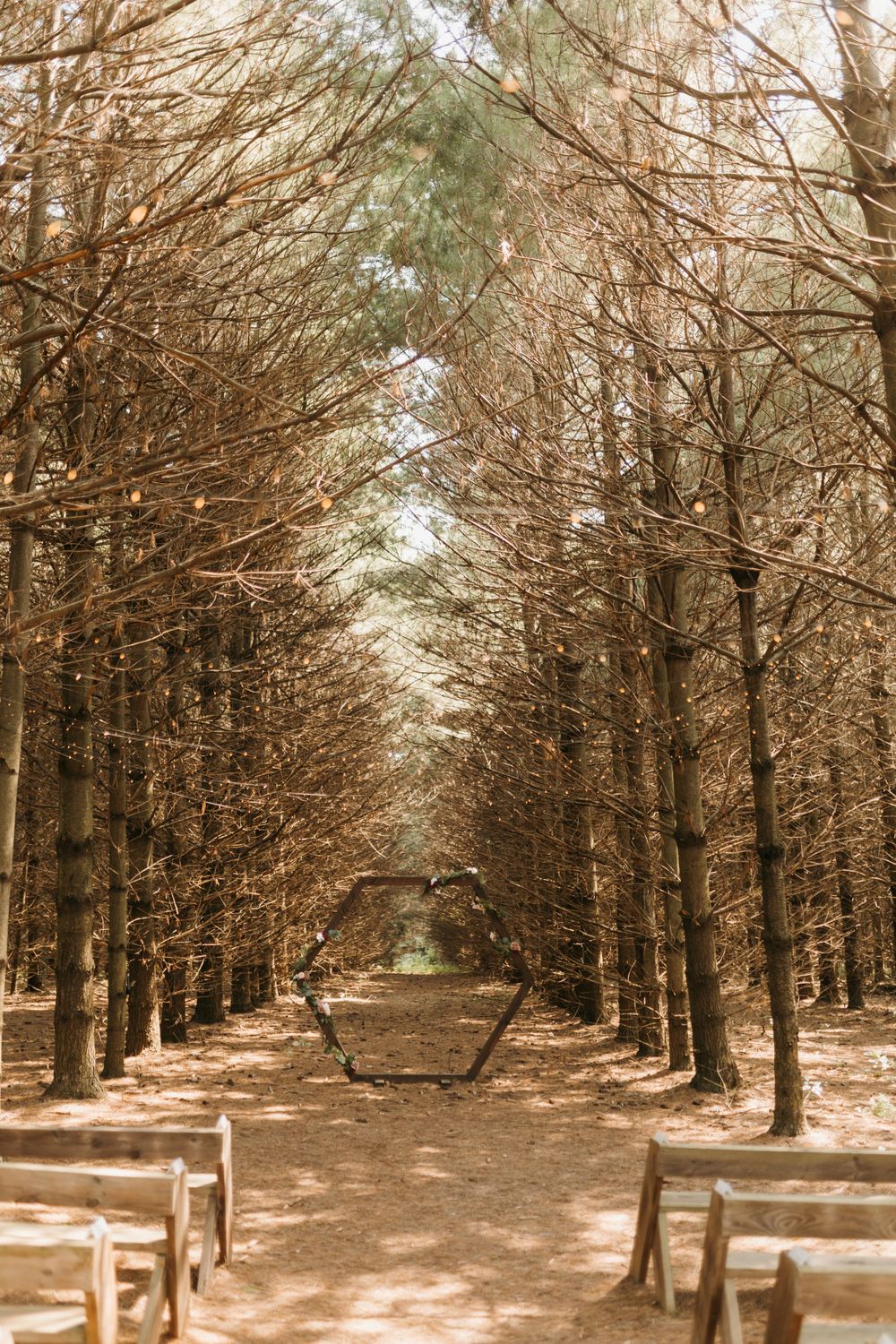 Rustic outdoor wedding aisle lined with tall pine trees and wooden benches leading to hexagon arch.