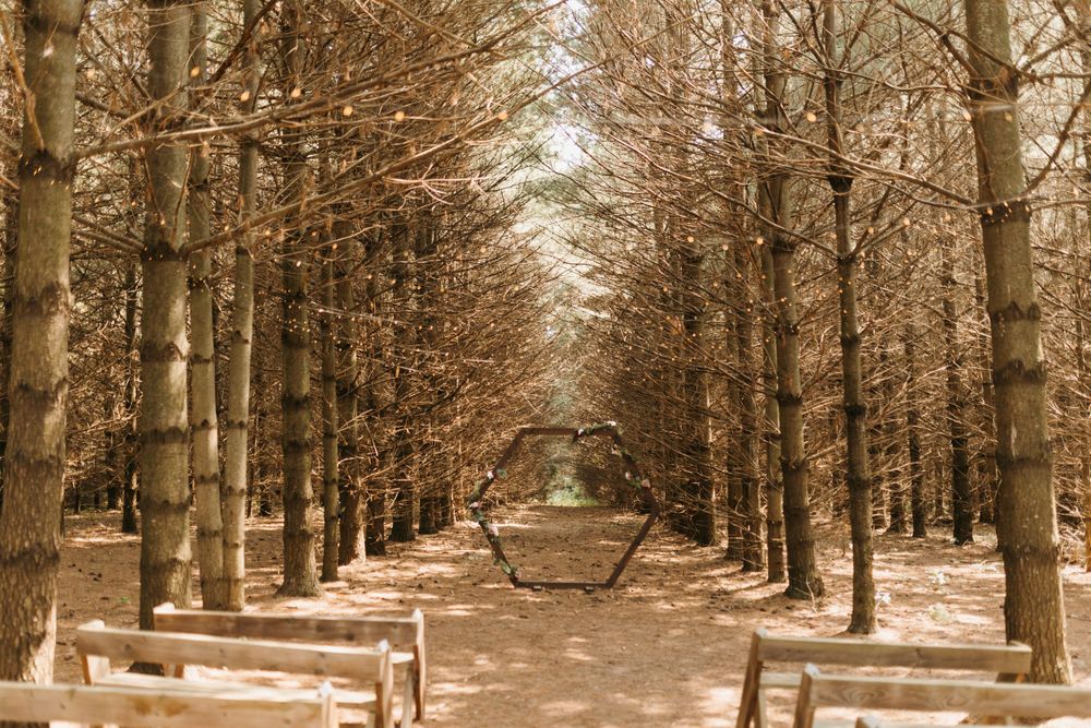 Serene woodland wedding ceremony aisle flanked by tall bare trees and rustic wooden benches.