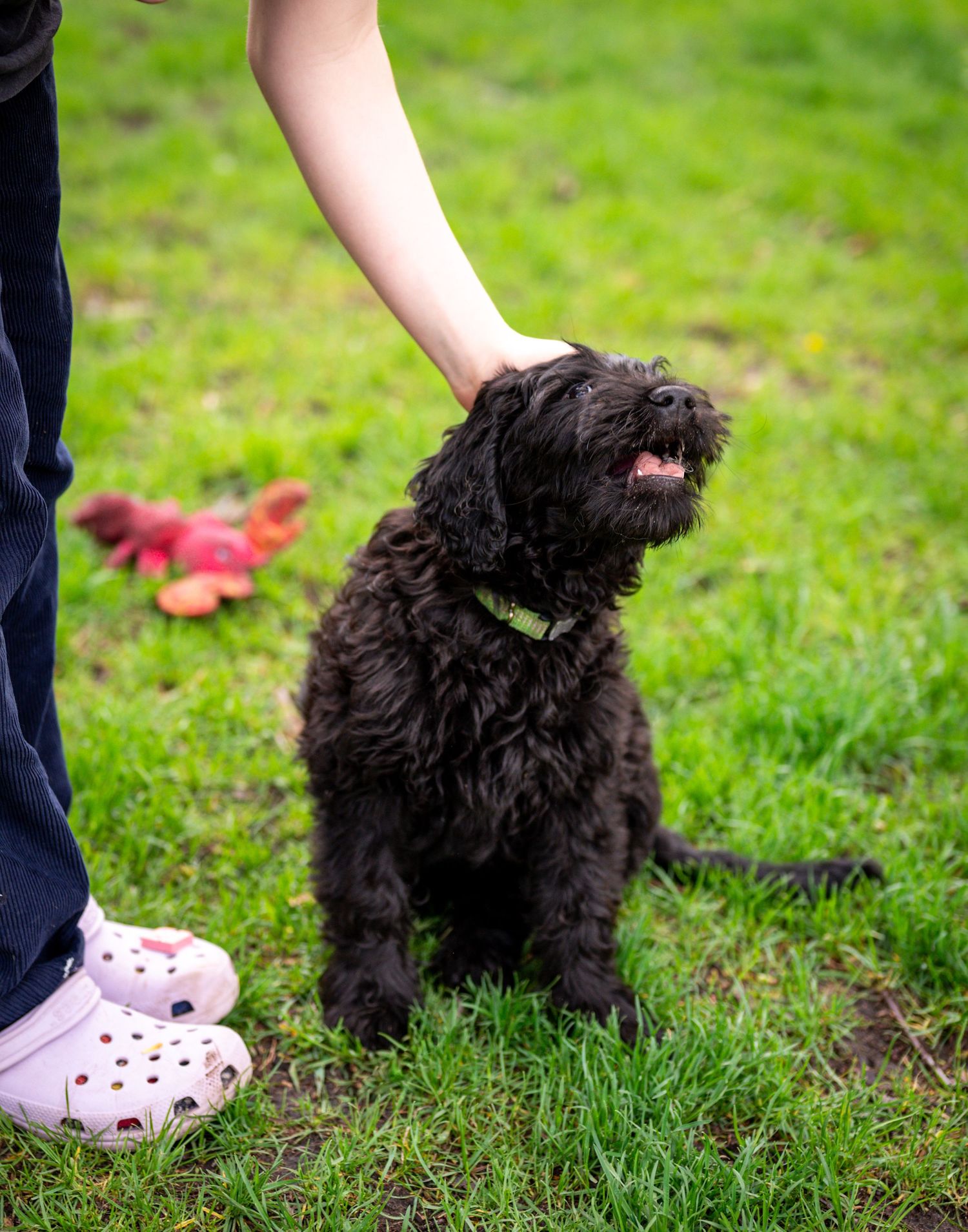 A black doodle puppy is being pet on the head