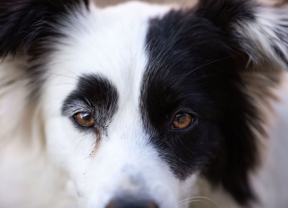 Pet photography.