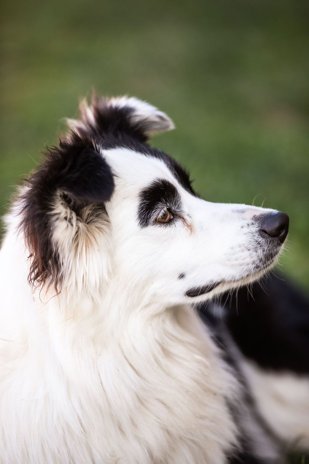 Pet photography.