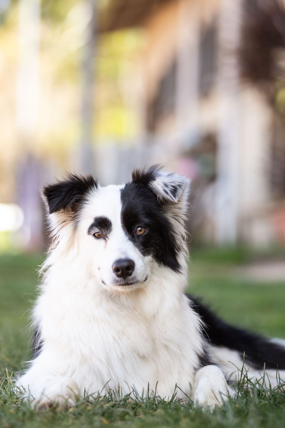 Pet photography.
