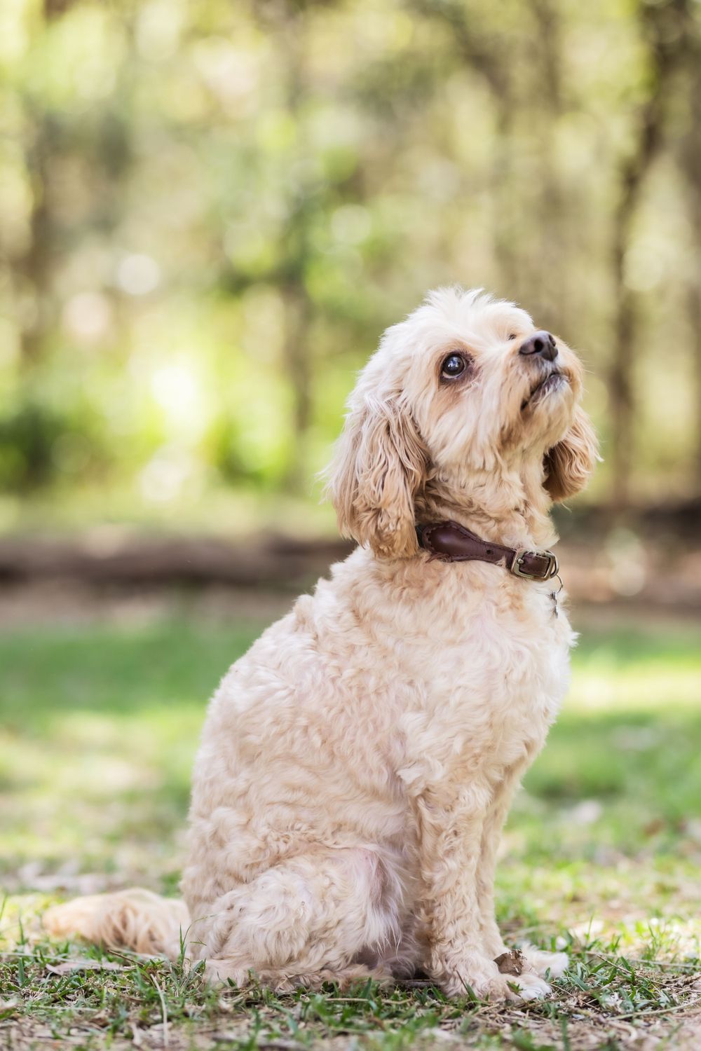Pet photography.