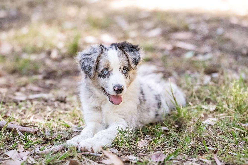 Pet photography.