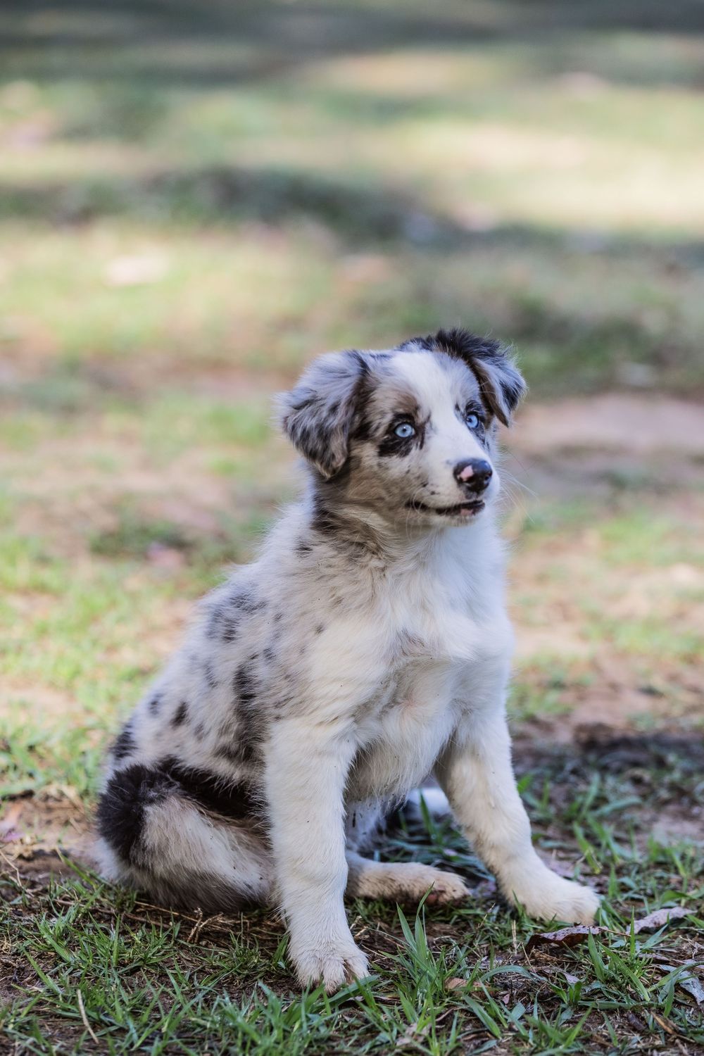Pet photography.