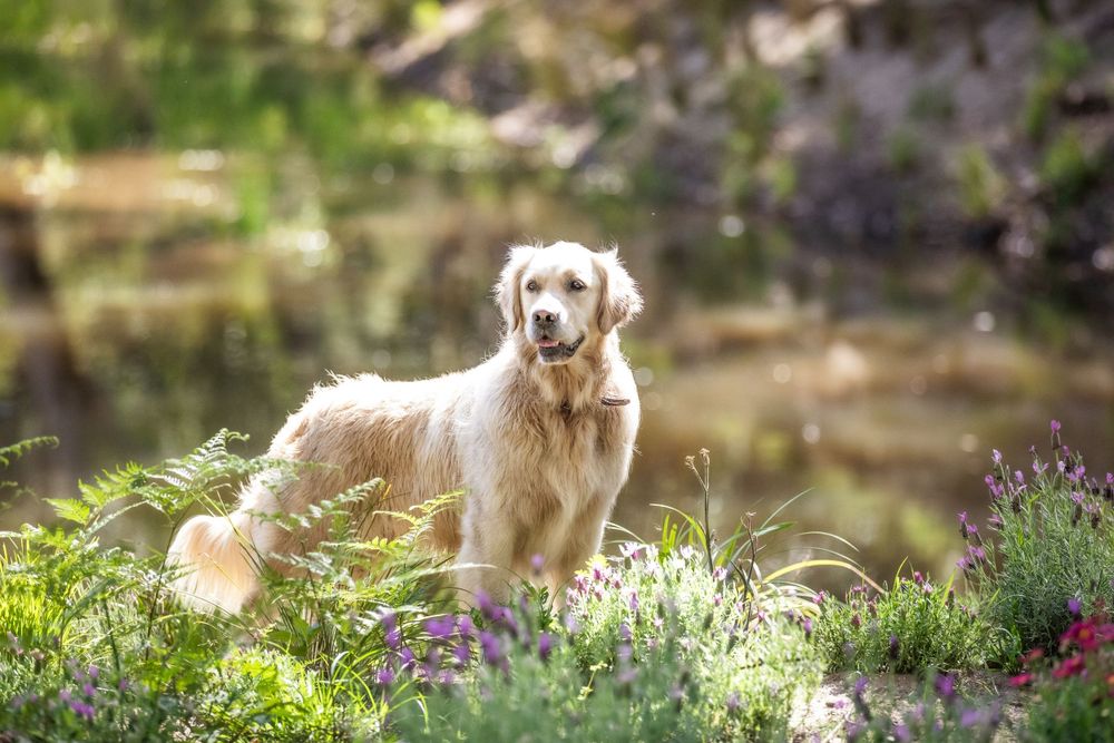 Pet photography.
