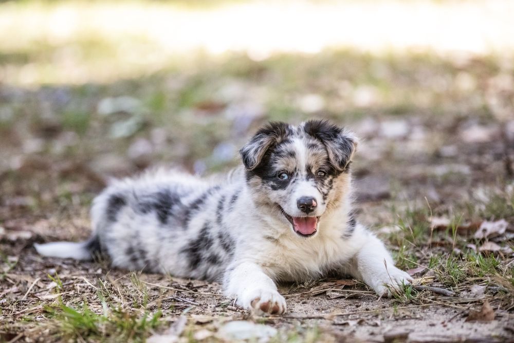 Pet photography.