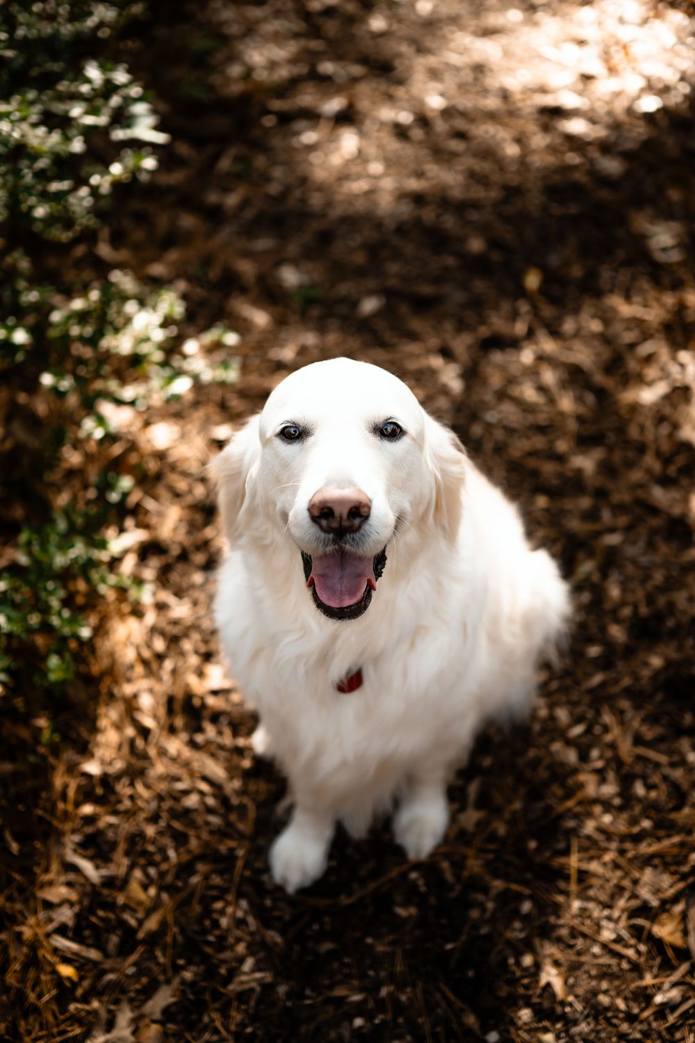 Happy white Golden Retriever looking up at camera on forest trail.