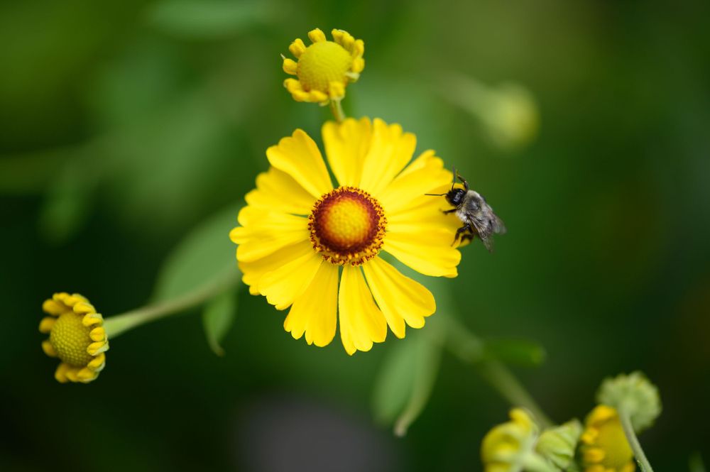 Yellow coreopsis flower with bee collecting nectar against blurred green background.