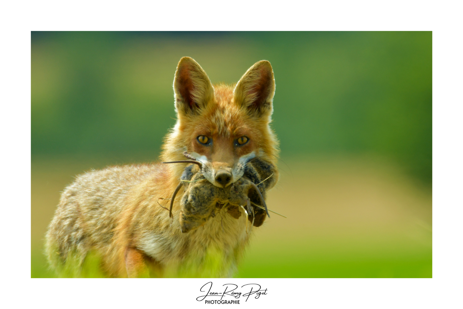 Red fox carries captured prey in its mouth against blurred natural background.