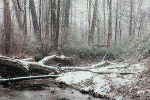 A heavy snowfall in the Cleveland metroparks, in the forest, with a creek and fallen tree in the foreground and a dense forest in the back.