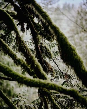 A closeup of moss growing in the forest near Snoqualmie Falls and Seattle Washington.