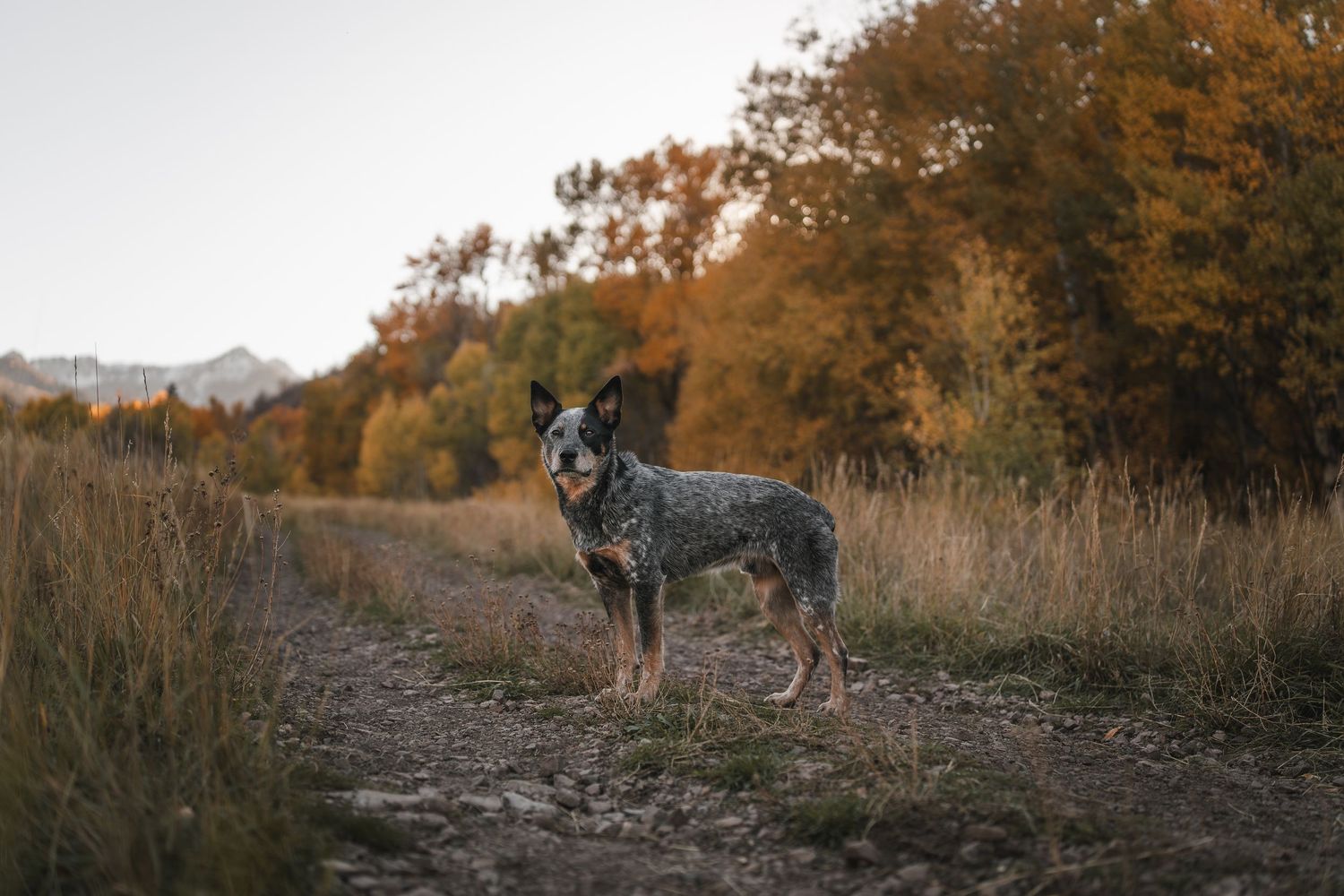 Heeler dog in utah at the mountains in the fall