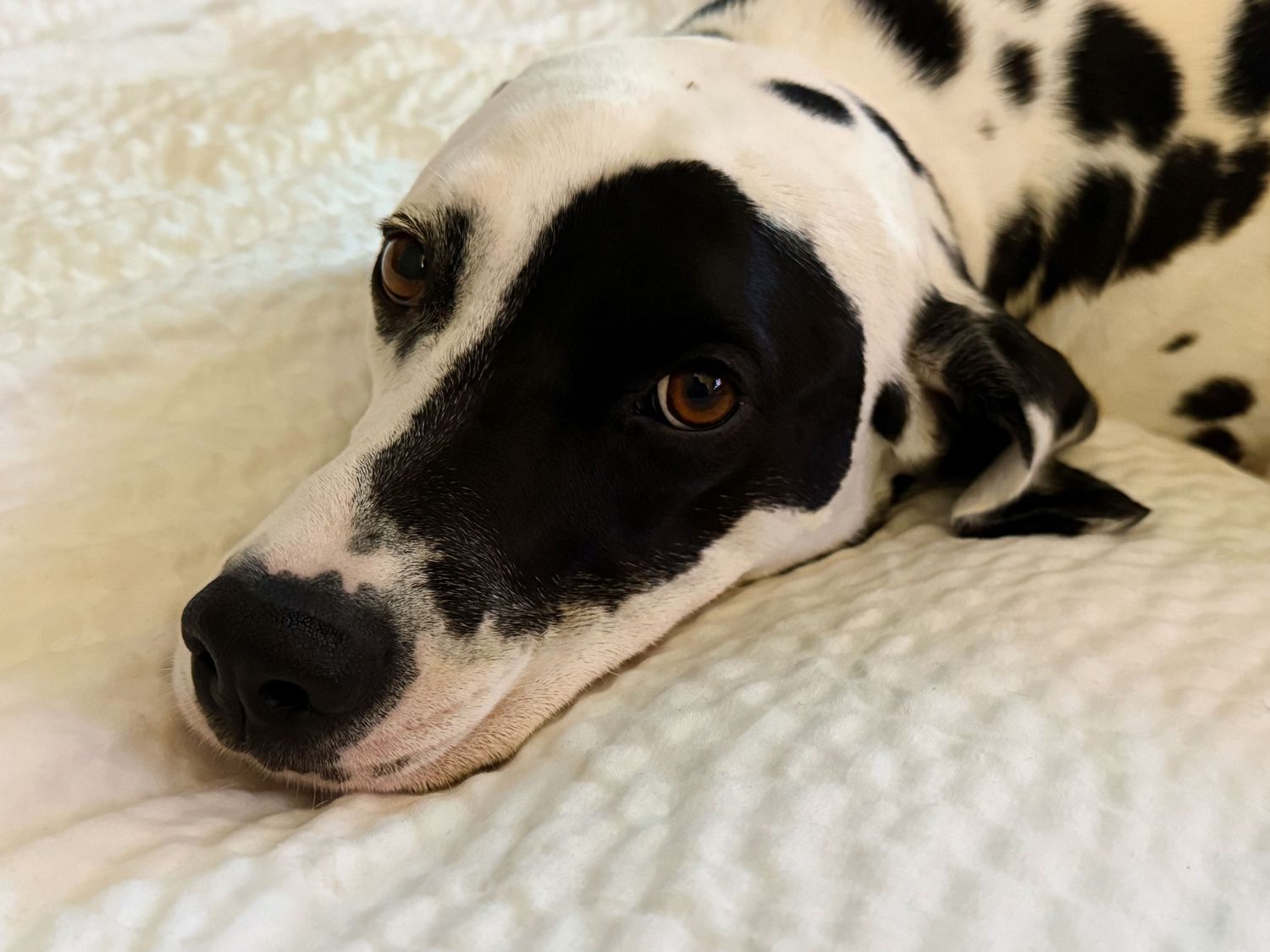 Dalmatian