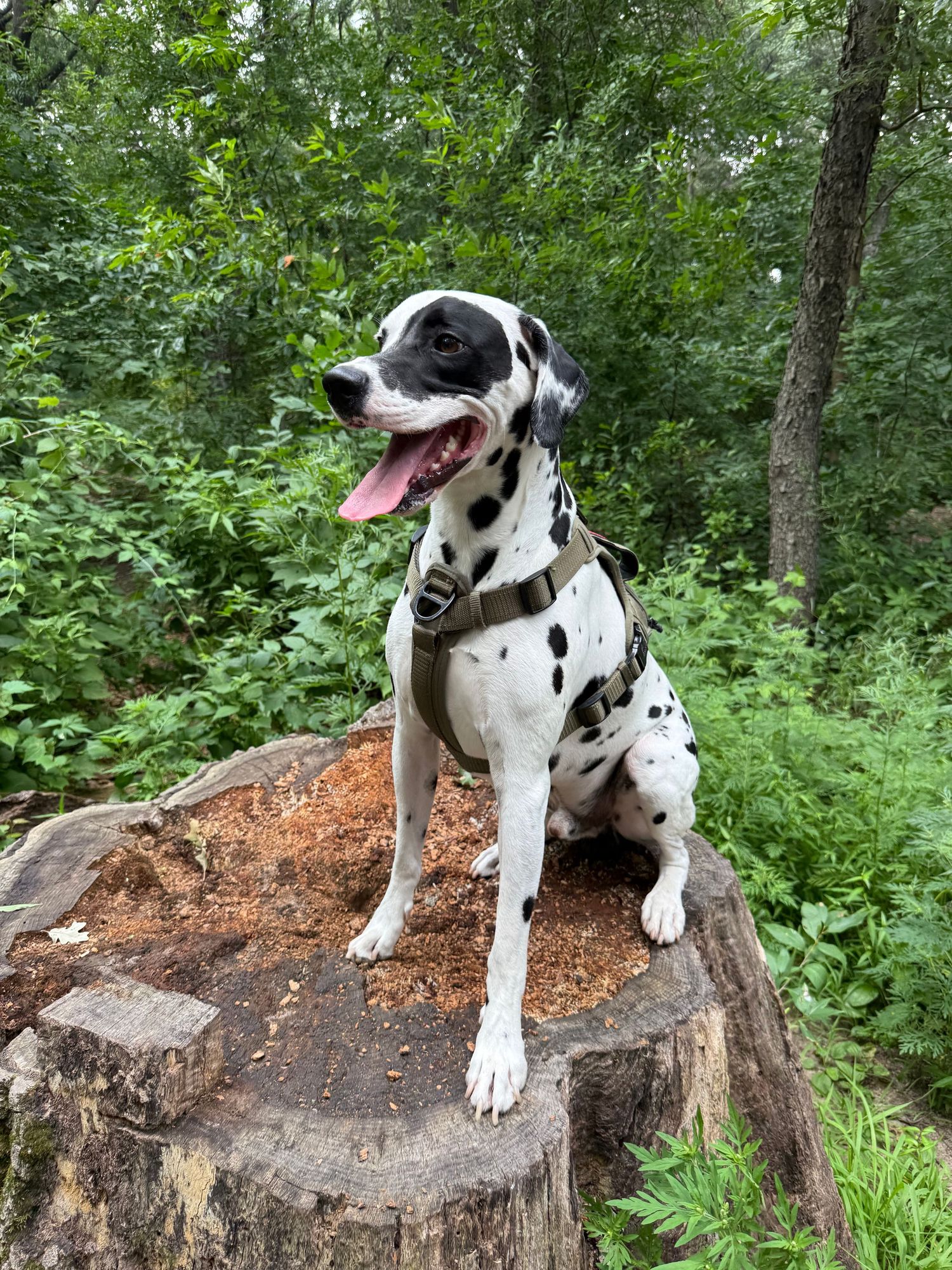 Dalmatian on a log