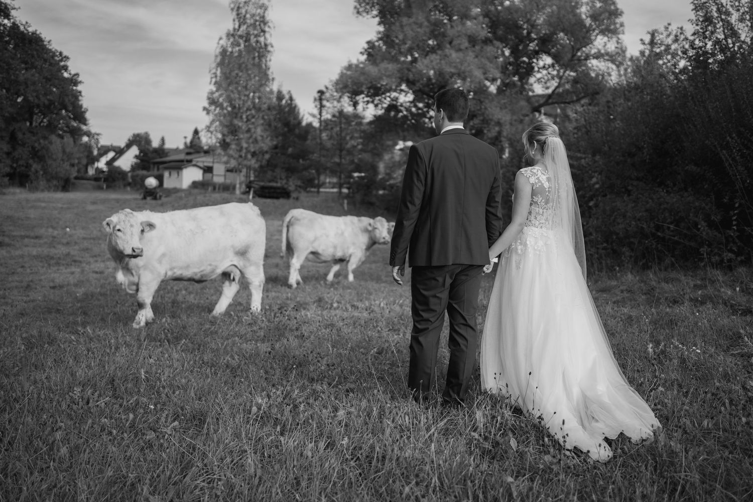 A wedding couple stands in a field with two white cows grazing in the background.