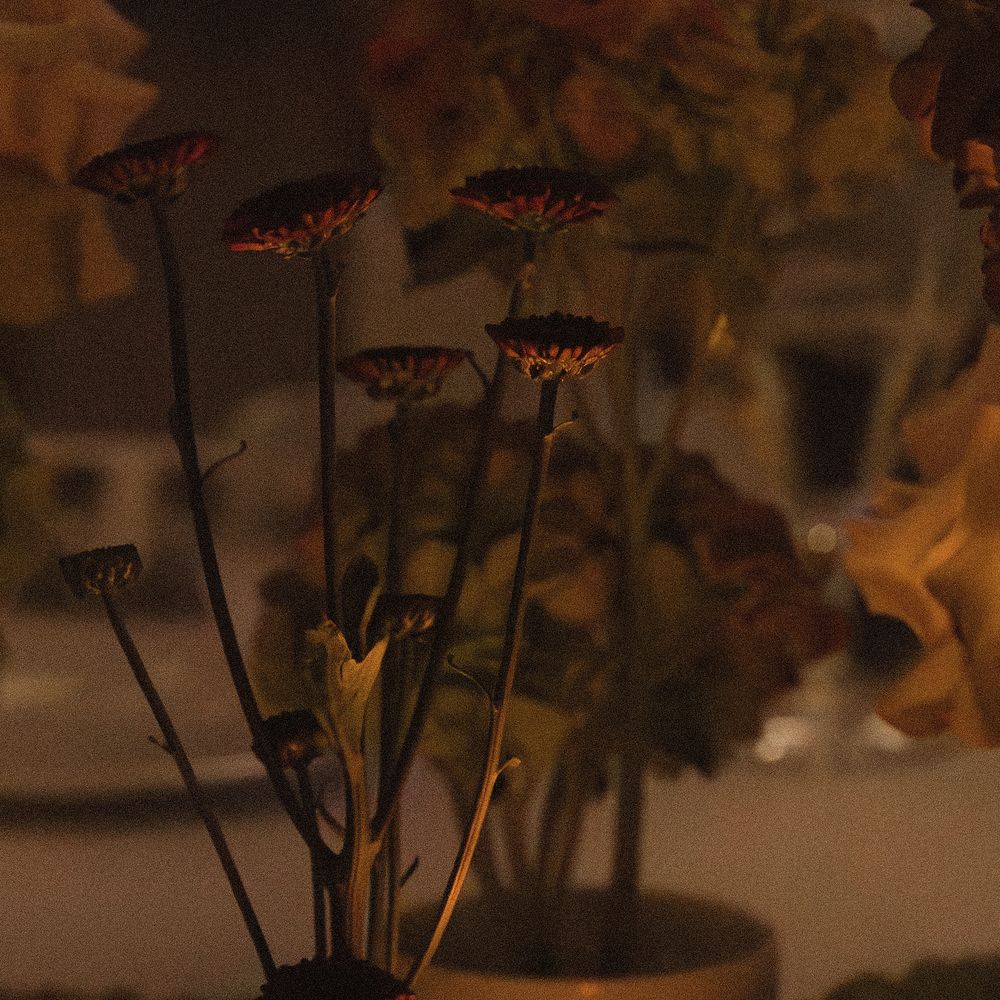 Silhouetted black flowers and stems against a warm brown background in a moody nature photograph.