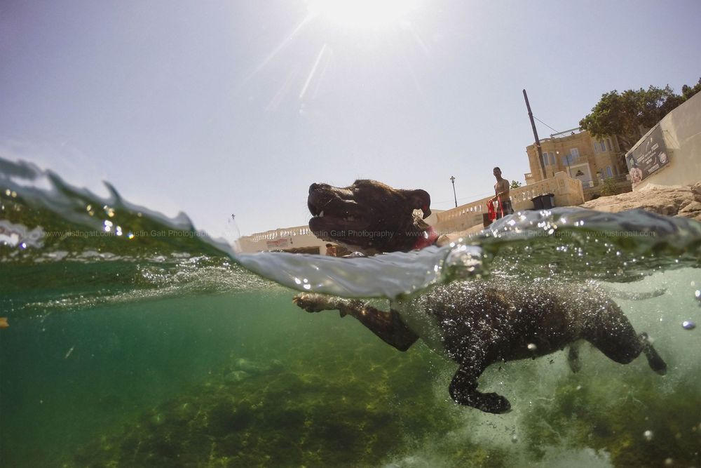Split-level underwater photography showing coastline and aqua green waters.