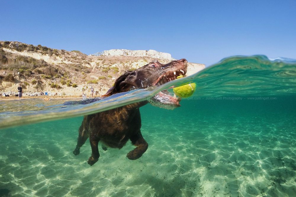 A dog fetching a yellow ball while swimming in clear turquoise waters near a rocky coastline.