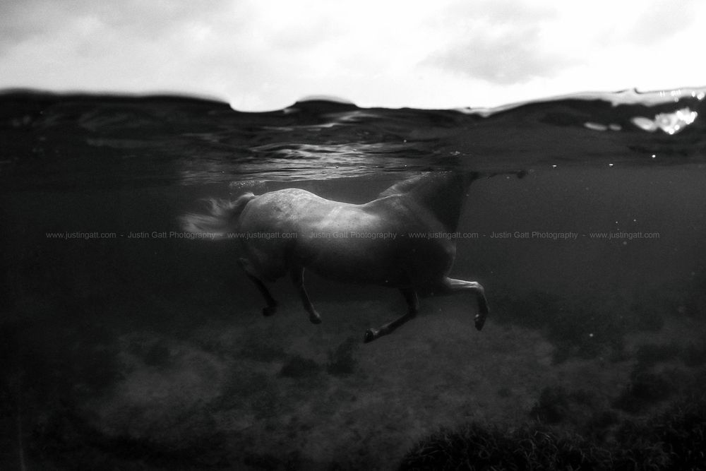 A dramatic black and white underwater photo of a horse swimming beneath the surface.