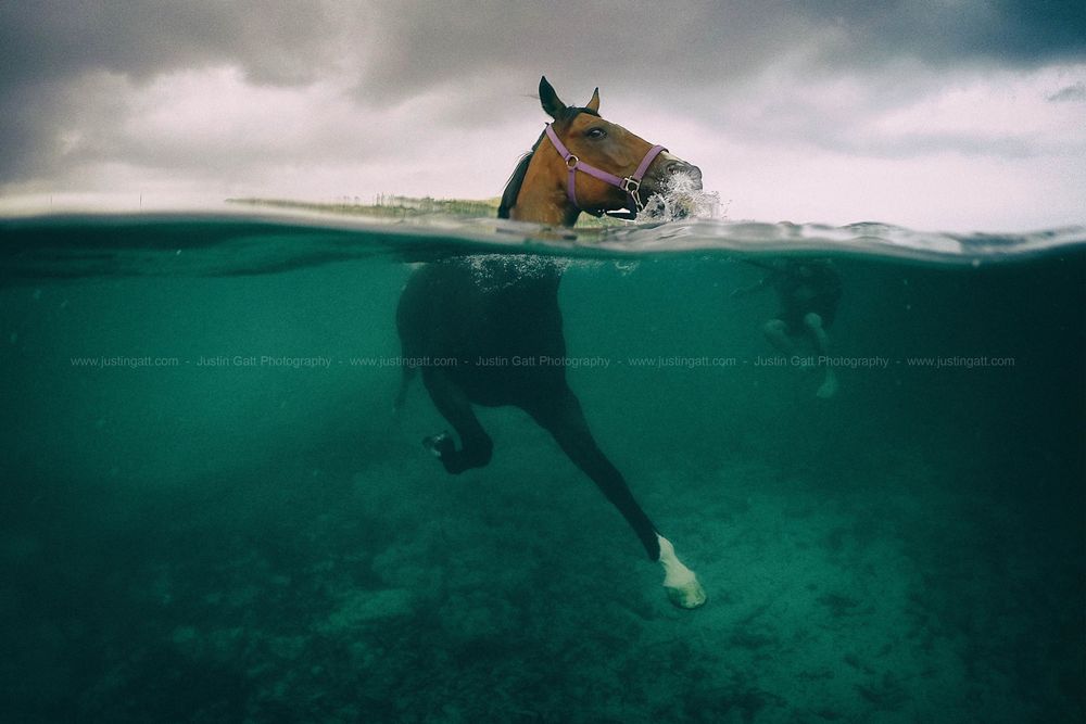 Split-view photograph of a horse swimming in crystal clear turquoise waters.