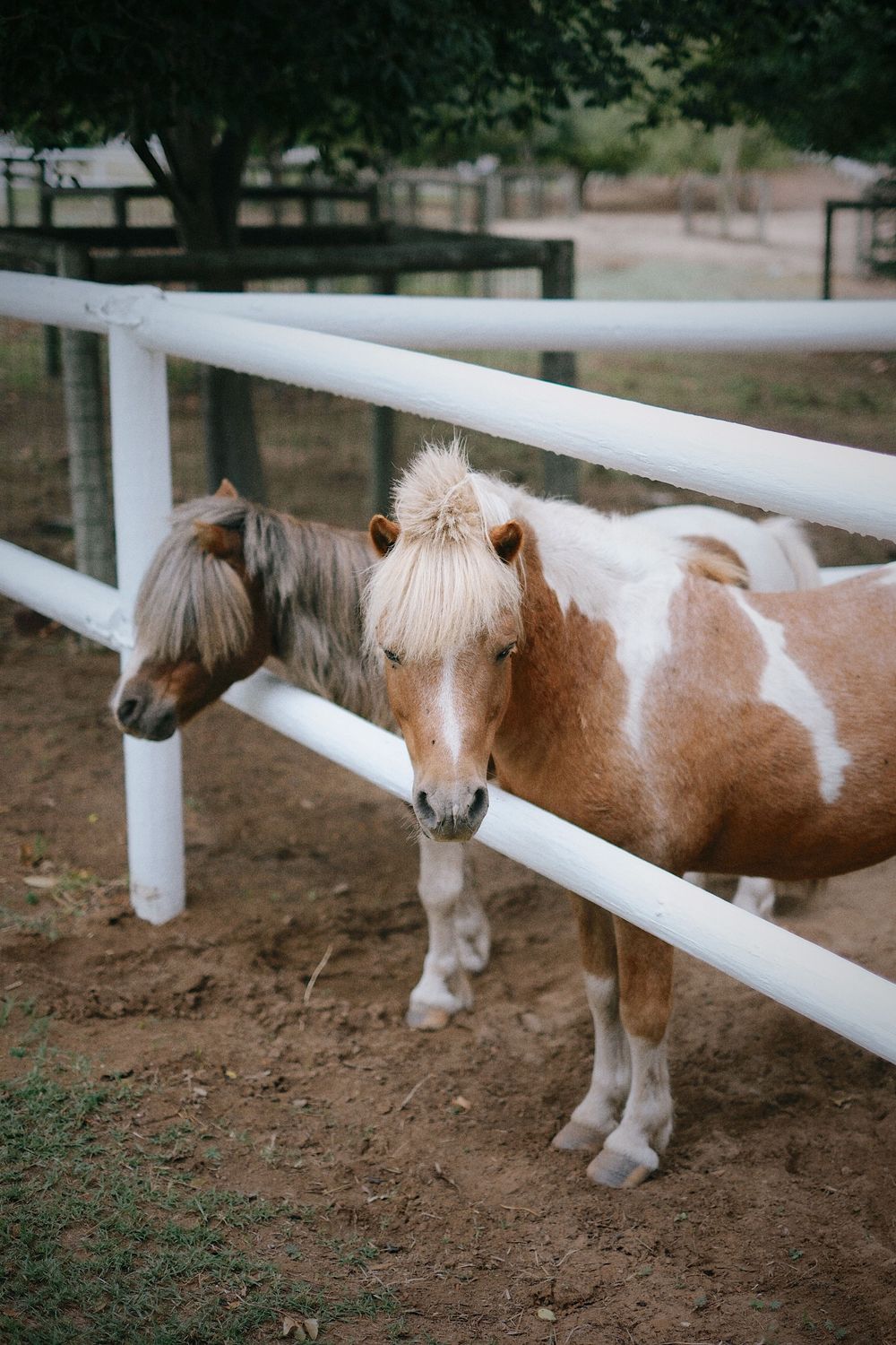 Two miniature ponies standing at white fence rail in outdoor paddock enclosure.